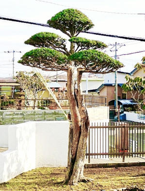 伐採予定を変更し、庭木のイチイ（別名：オンコ）旧 (1) を残すことにしました - タックの庭仕事 ── 黄昏人生残日録 ──