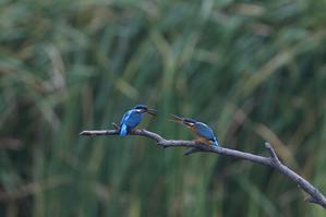 S沼にて - 菜奈ちゃんコーナー