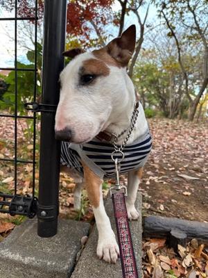 油断しているすきに12月 - ミニチュアブルテリアダージと一緒５