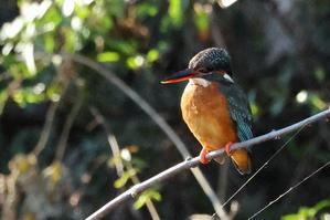 旅プラスの日記