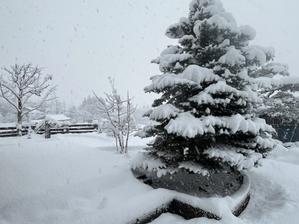 雪景色と野沢菜の醤油漬け - 今から・花