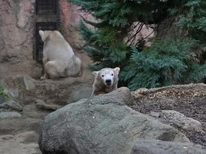 見てなくてもいいんじゃないって思うけど - bonsoir