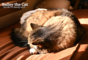 恒例になってしまった月1のフロントライン - Kyoko's Backyard　～アメリカで田舎暮らし～