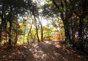 雑木林の紅葉は今が盛り - 写録番外編