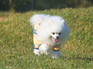 ポメに服は似合わないとは言わせない - 徒然てんぐさ