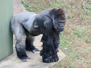 ほのぼの動物写真日記