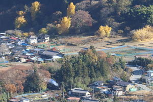 黄葉燃えたつ　- 2025年紅葉・秩父鉄道 - - ねこの撮った汽車