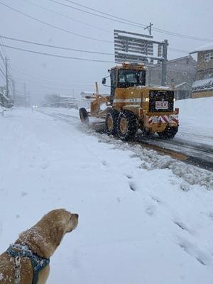 初積雪は20cm - りんご村