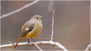 再現像 "ジョウビタキ♀" @ XF500mm F5.6 R LM OIS WR - ルリビタキの気まぐれPATA＊PATA