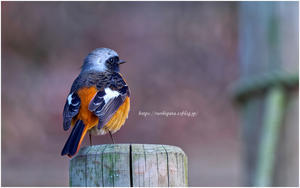 ２月の "ジョウビタキ♂" その3 @ XF500mm F5.6 R LM OIS WR + XF1.4X TC WR - ルリビタキの気まぐれPATA＊PATA