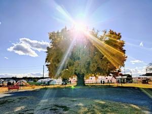 大イチョウ - その日まで