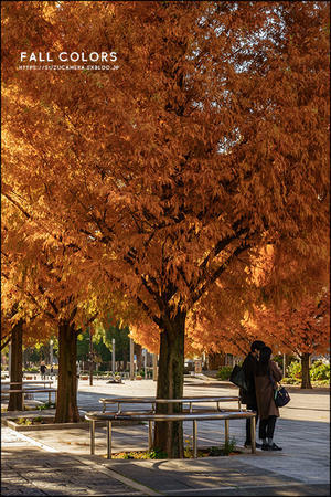 風は秋色 - すずちゃんのカメラ！かめら！camera！