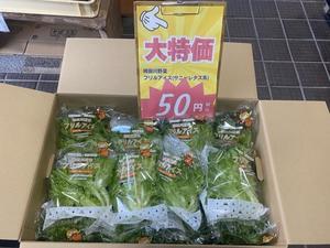 フリルアイス(サニーレタス系)入荷 - 狩野川スタッフブログ