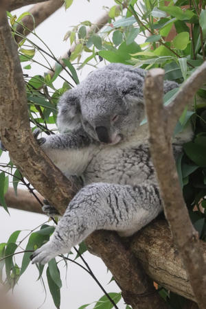 続々・動物園ありマス。