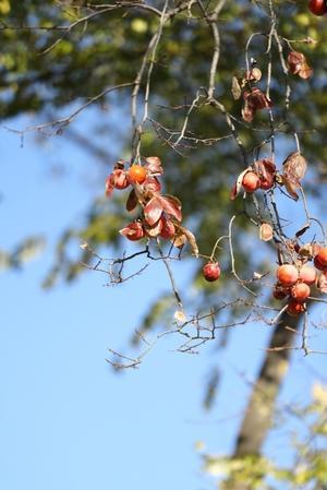 真ん丸な柿 - 四季折々