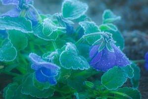 寒い朝 - 雲空海