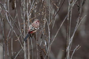 赤い鳥さん ...ベニマシコ - 新　鳥さんと遊ぼう　