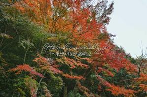 参道の秋。 - ～風紋～徒然歳時記