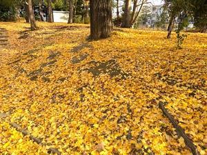 初雪　＊　豚しゃぶ - 健康で輝いて楽しく４
