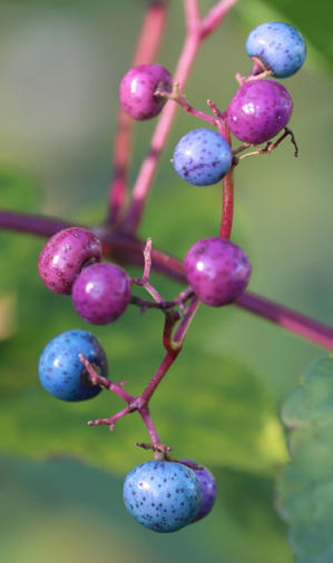 ノブドウとクマの話 - とべるね