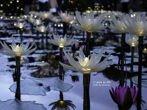 あしかがフラワ～パ～クのイルミ #１  - + Spice to life