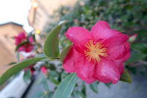 さざんか咲きミモザにつぼみオルヴィエート夜明かりにきれい今日は誕生日 - イタリア写真草子