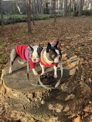 クレイとボルダーとアルケイと子供たち