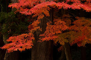 幽愁 - ノッツォのホデナス