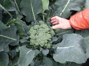 New!　えのきブロッコリー　収穫の仕方！ - やさい畑につかまって