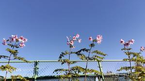 快復へ？ - Acoreguesな日々