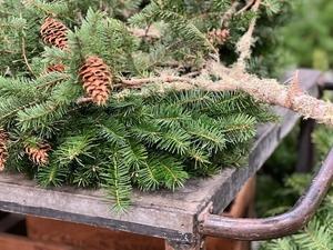 新しくなったS.F Flower Martへ - f o l i a g e  |  b l o g