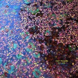 モミジ競演 - RANDOM SHOT　Ⅱ