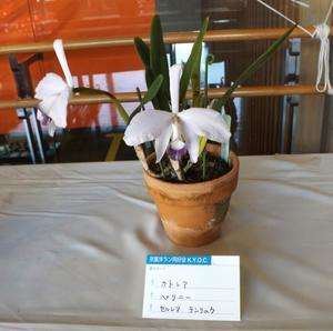 京葉洋ラン同好会