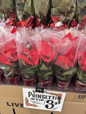 植物の天敵 - Nさん一家のアメリカ日誌Ver.2