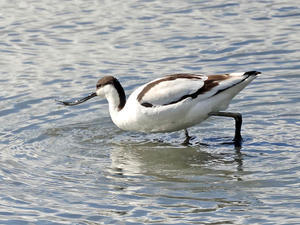 今日の鳥見 池島 - 池島しゅうへんの野鳥