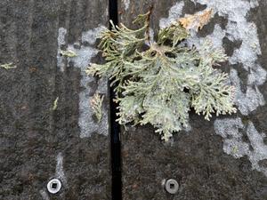 いきなりの初雪&初氷 - 糸巻きパレットガーデン　2024・25 年版