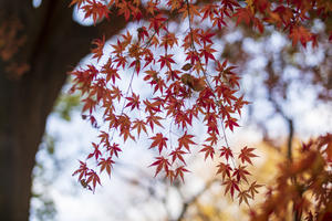 季節のおくりもの