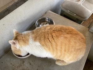 心配だわーって話 - うちにかえろう