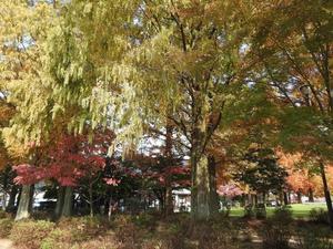 『長良公園の木々を見ながら歩きました～』 - 自然風の自然風だより