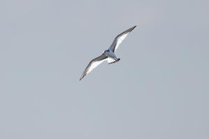 飛翔形の美しいクビワカモメ幼鳥 - 夫婦でバードウォッチング