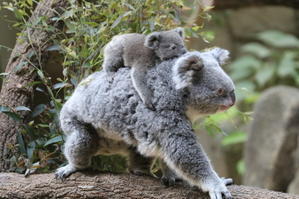 年末年始のご飯をどうするか？ - メジロさんの日々思うことと動物写真