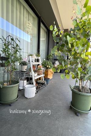 12月のミニバラ・モカ＆オルビスのオマケ - balcony＊xingxing＊