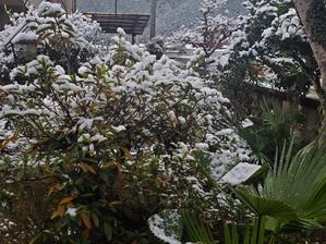 やっぱり雪も降るんだ。 - ここでぼちぼち。