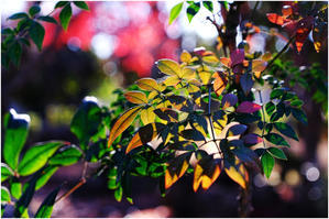 ☆彡 四季写遊 ☆彡