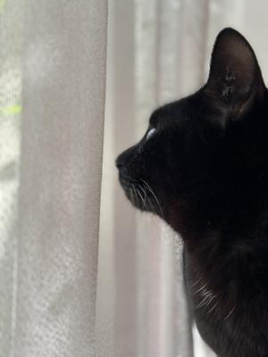 名前を知らない猫 - ちいさなチカラ