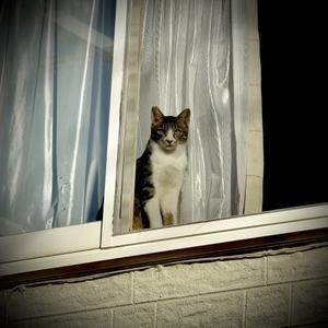 12月4日（木）今朝のニャルソック - 毎日jogjob日誌 by東良美季