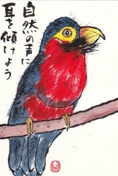 ヒゲゴシキドリ・自然の声に - 北川ふぅふぅの「赤鬼と青鬼のダンゴ」～絵てがみのある暮らし～