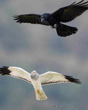 灰色沢鵟【ハイイロチュウヒ】 20251204 - kawanori-photo