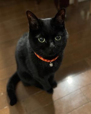 気に入らない！！ - 「にゃん」の針しごと