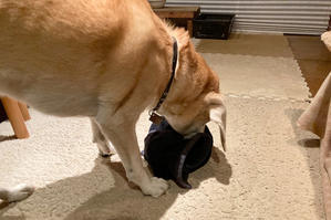 みかんシロップ - 犬と楽しむスローライフ